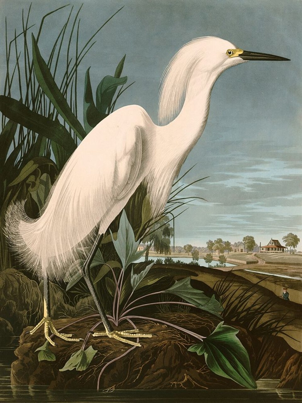Snowy Heron or White Egret Poster Print by Audubon John James - Item # VARPDX3AA4977